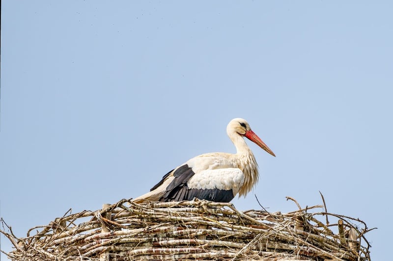 Dragon Nests