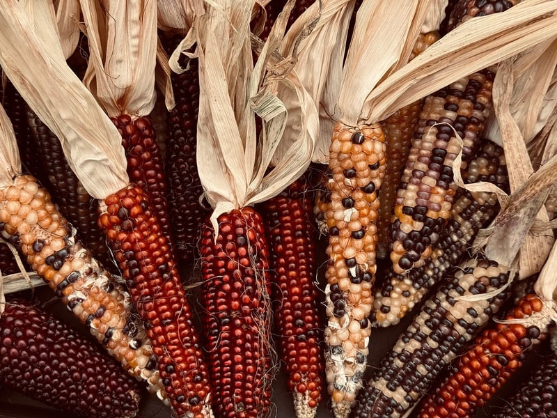 Ethereal Harvest